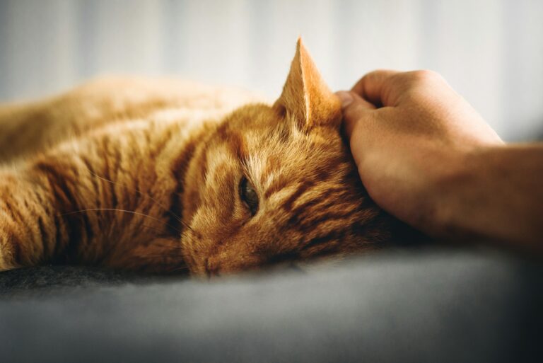 A person gently strokes an orange tabby cat lying quietly on its side, capturing the tender weight of loving a pet through illness and the grief of anticipated loss.