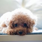 A small poodle lies flat with its chin resting on a surface, eyes soft and downcast, capturing the quiet weight of caring for a pet with complex needs.