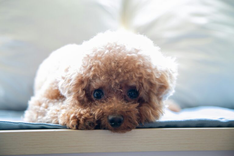 A small poodle lies flat with its chin resting on a surface, eyes soft and downcast, capturing the quiet weight of caring for a pet with complex needs.