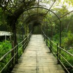 A wooden boardwalk path runs through a series of arched metal trellises covered in green vines, with warm light breaking through the canopy, evoking the passage through a life transition toward something new.