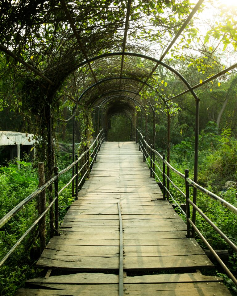 A wooden boardwalk path runs through a series of arched metal trellises covered in green vines, with warm light breaking through the canopy, evoking the passage through a life transition toward something new.