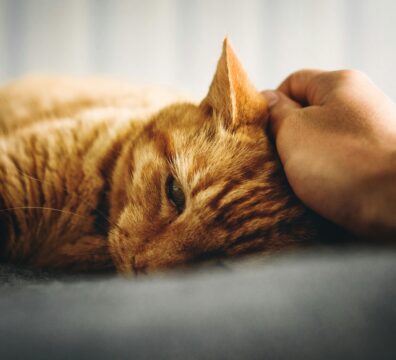 A person gently strokes an orange tabby cat lying quietly on its side, capturing the tender weight of loving a pet through illness and the grief of anticipated loss.