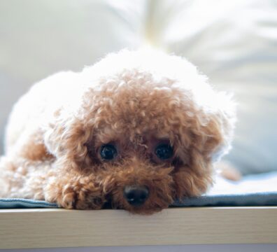 A small poodle lies flat with its chin resting on a surface, eyes soft and downcast, capturing the quiet weight of caring for a pet with complex needs.